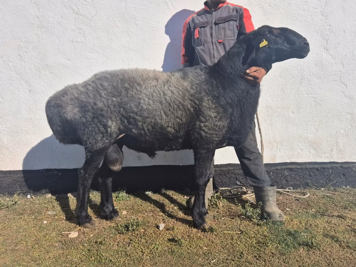 Ordabasy sheep
