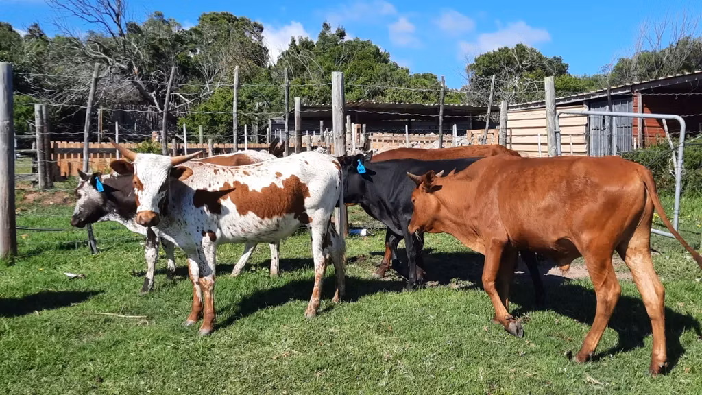 Nguni cattle