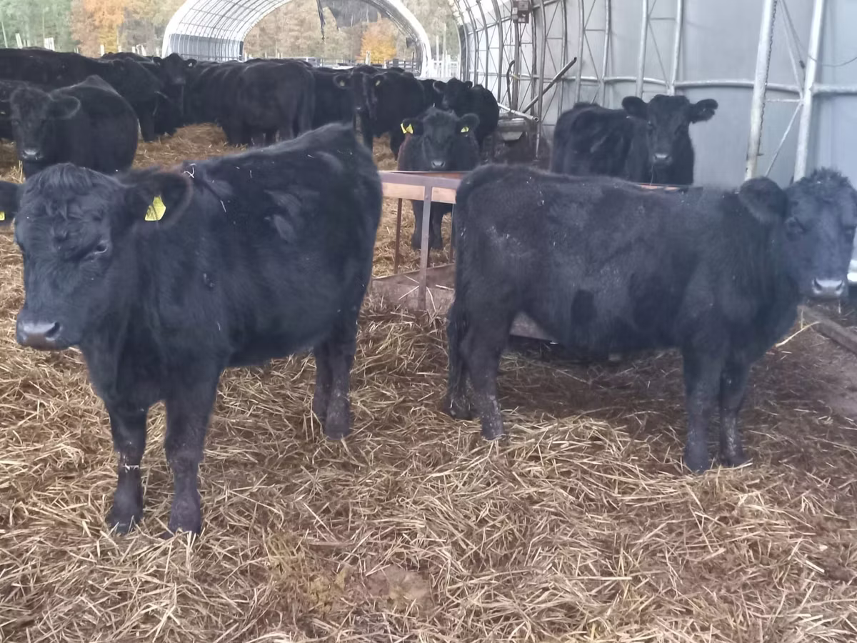 Aberdeen-Angus