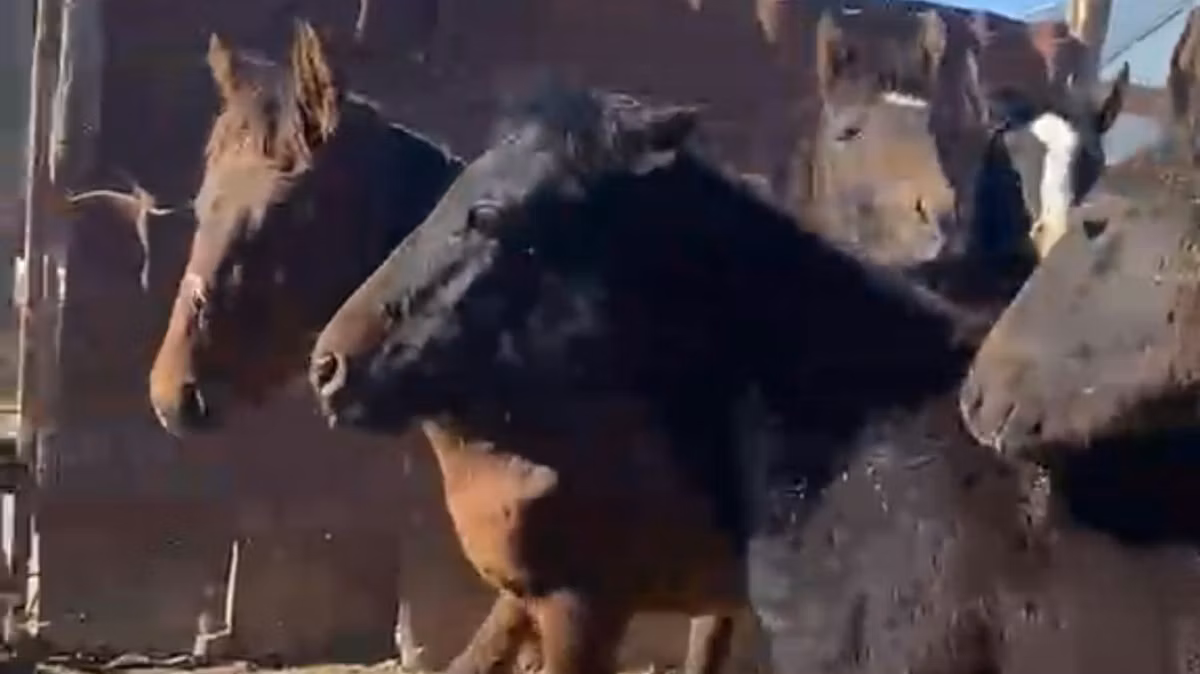 Kazakh horse