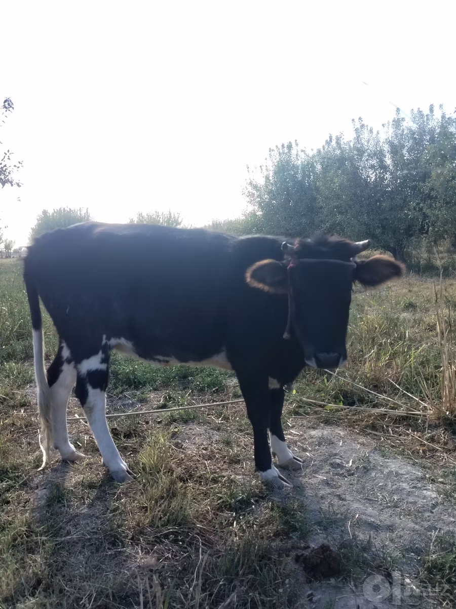 Russian Black pied cattle