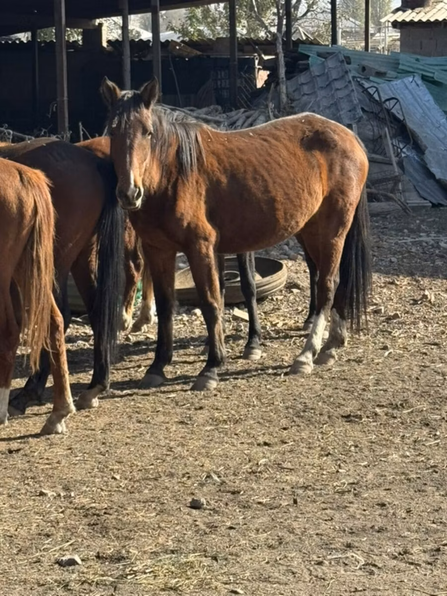 Kyrgyz Horse