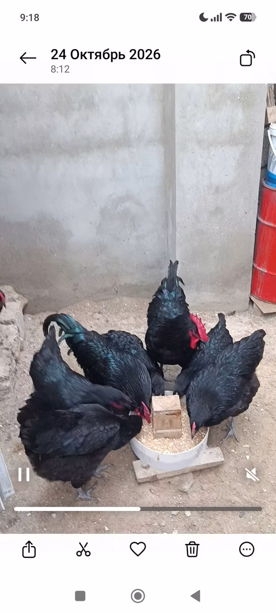 Australian Pit Game fowl