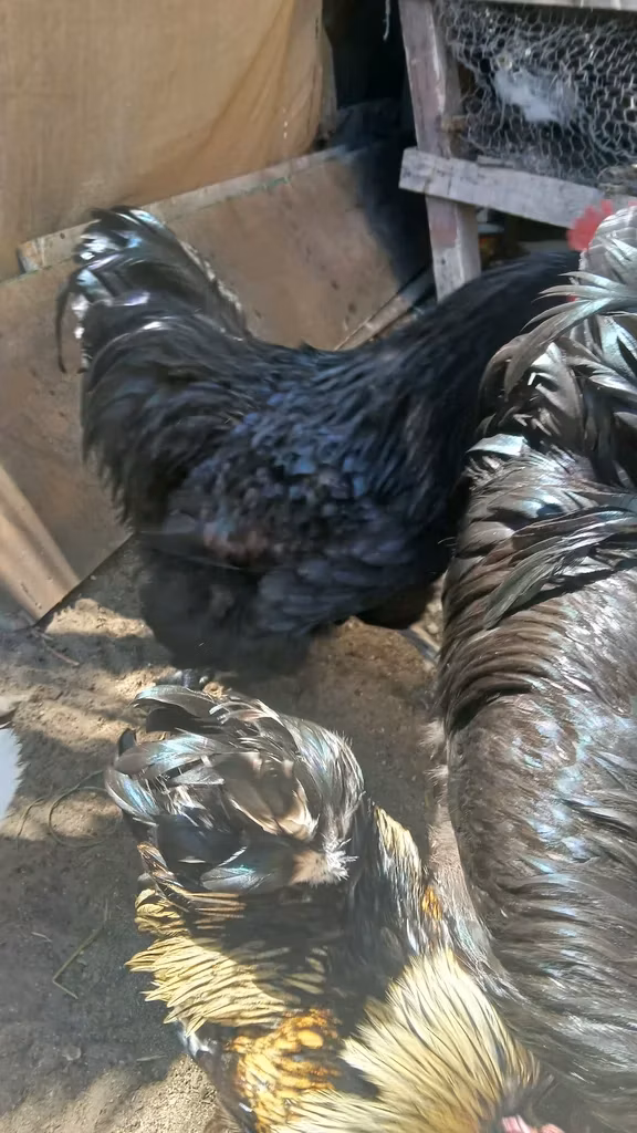 Australorp