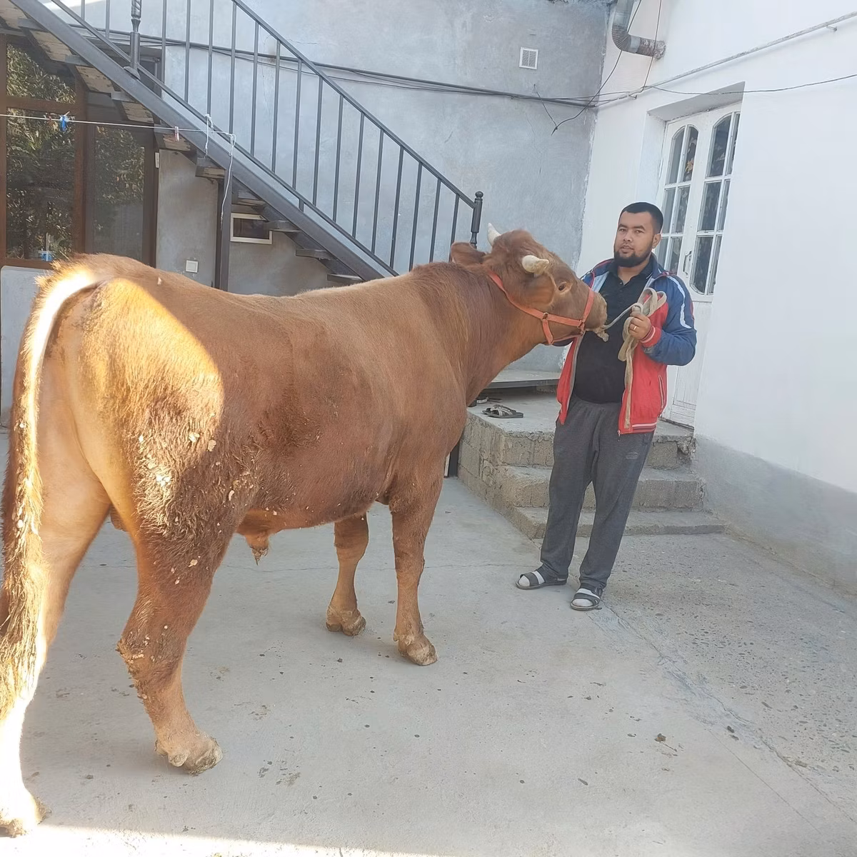 लिमोज़िन गाय
