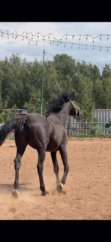 Trakehner