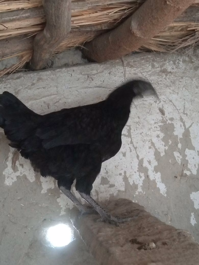 आयम सेमानी