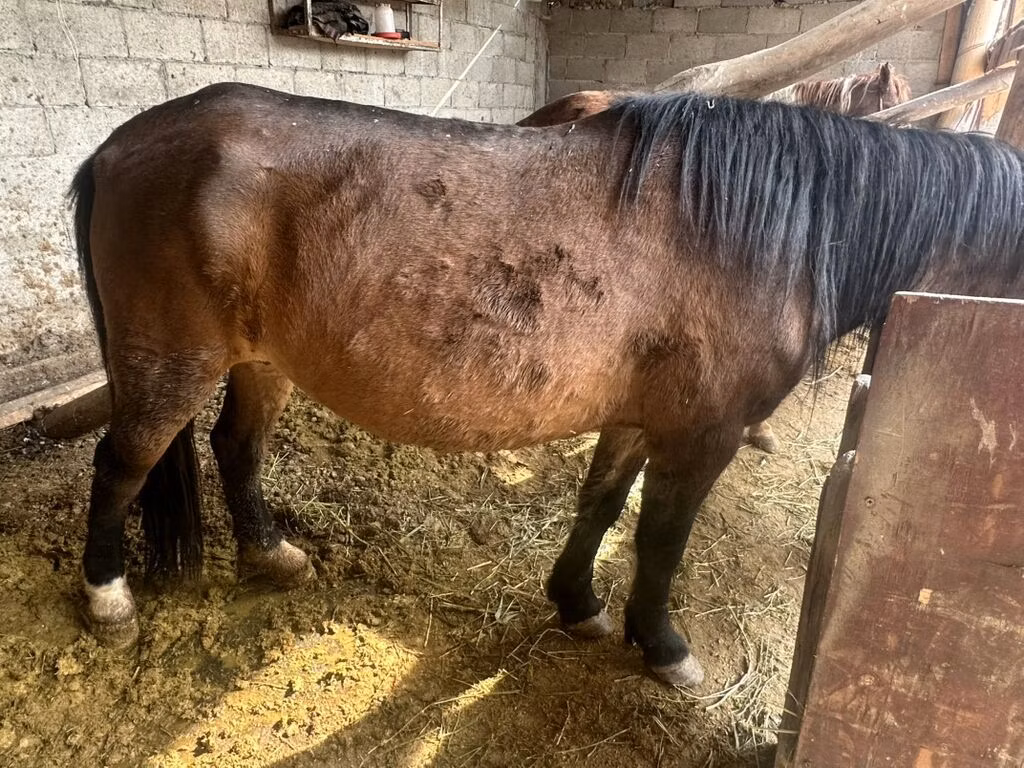 Horse breed