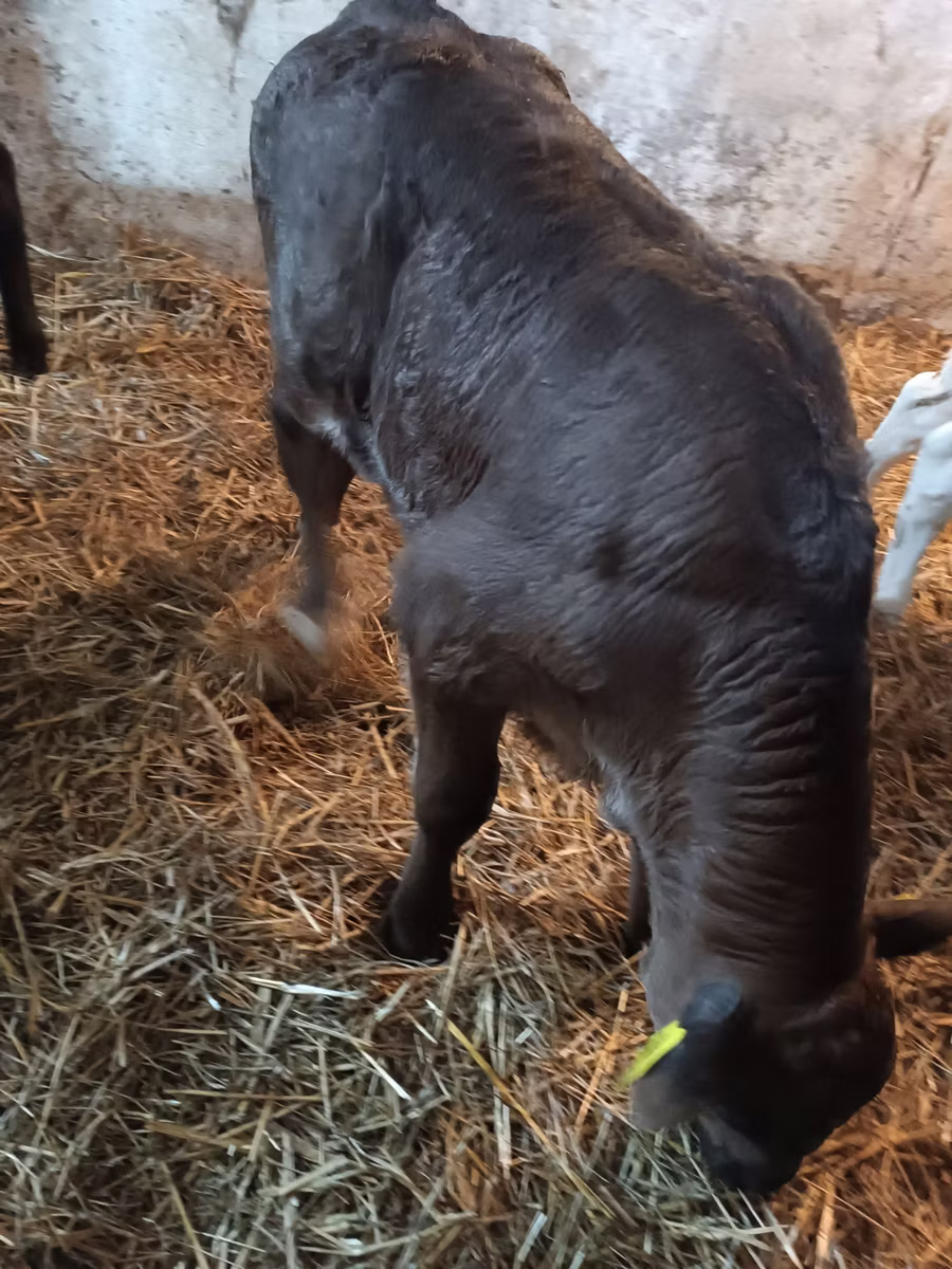 Vaca Limousin