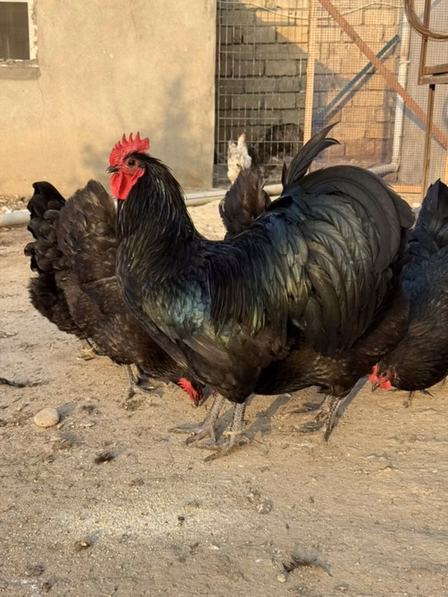 Blue Andalusian