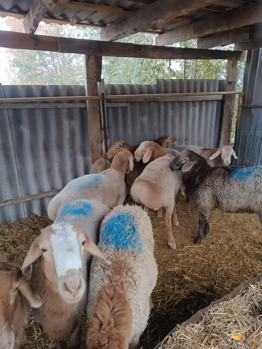 Rhon sheep