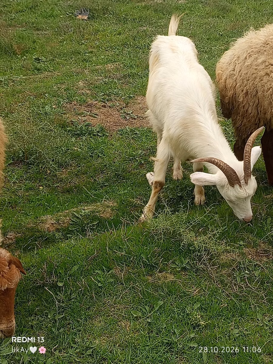 Saanen goat