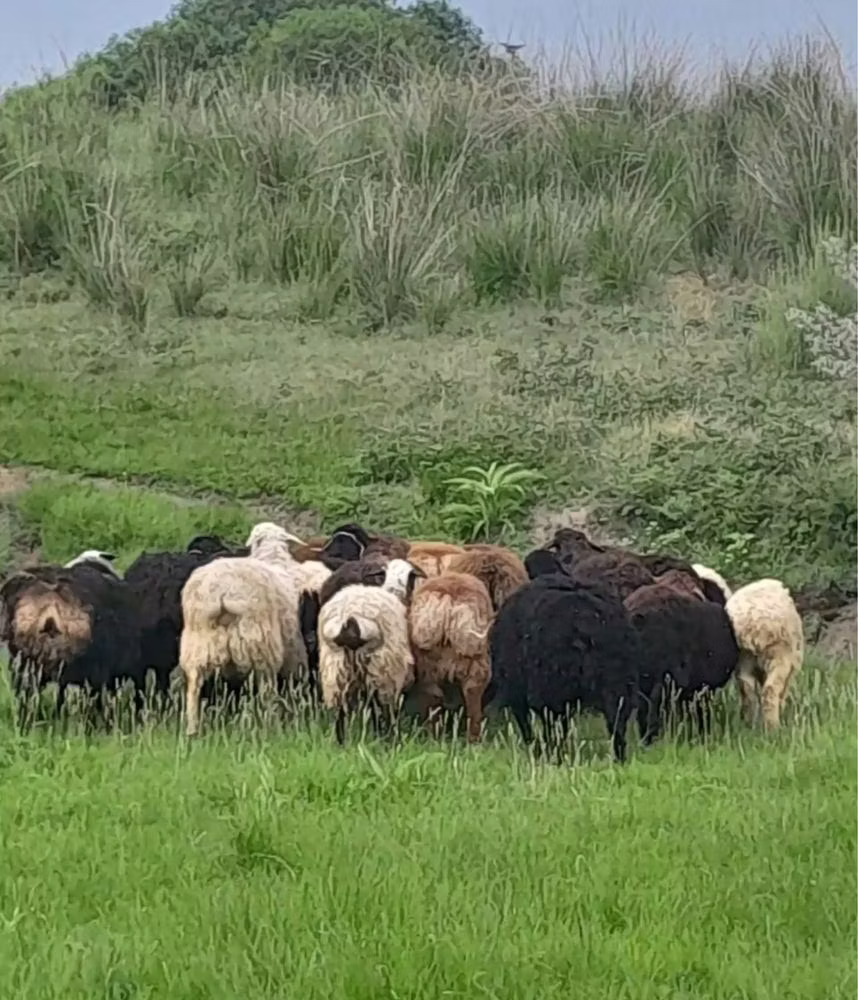 Gorkov sheep