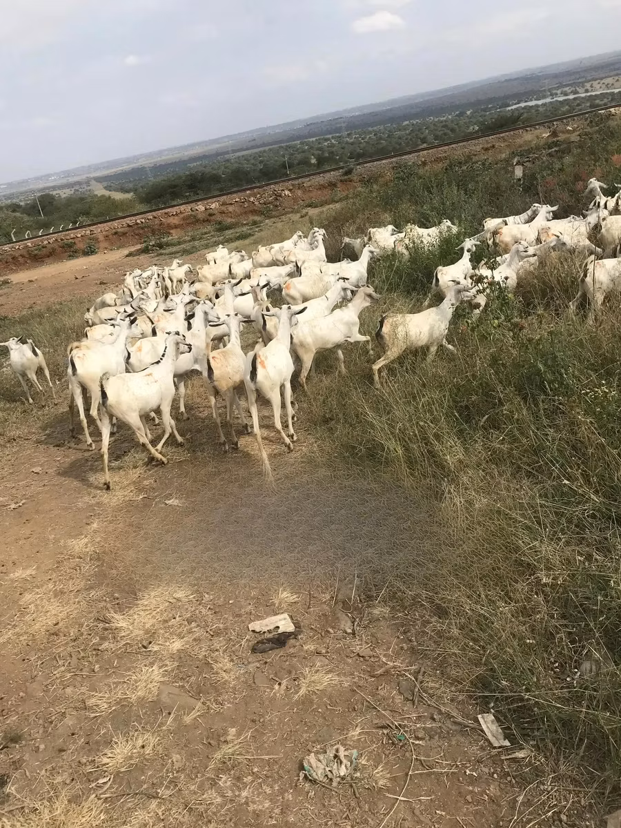 Somali goats