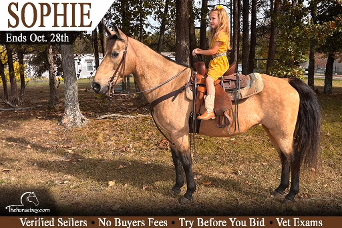 Rocky Mountain Horse
