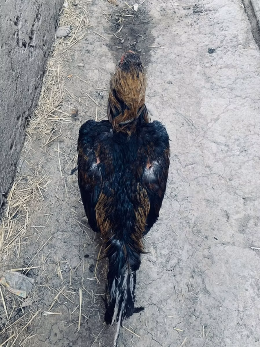 Красношапочная (порода кур)