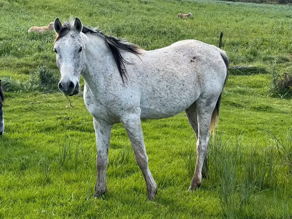 Arabian horse