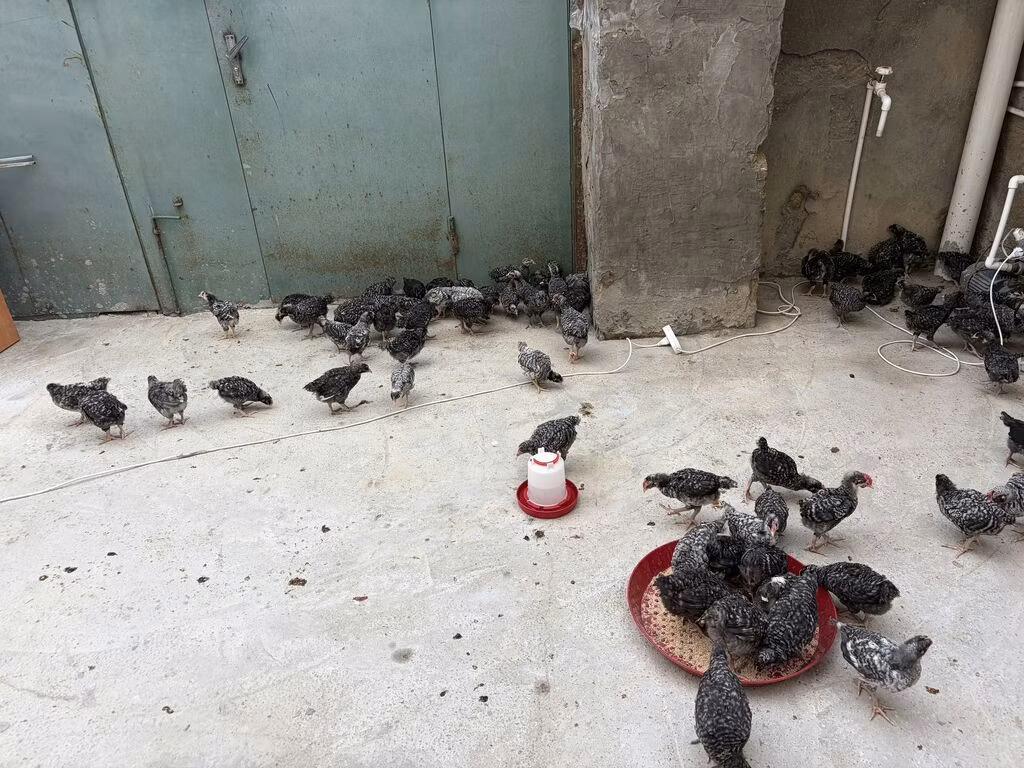 प्लायमाउथ रॉक