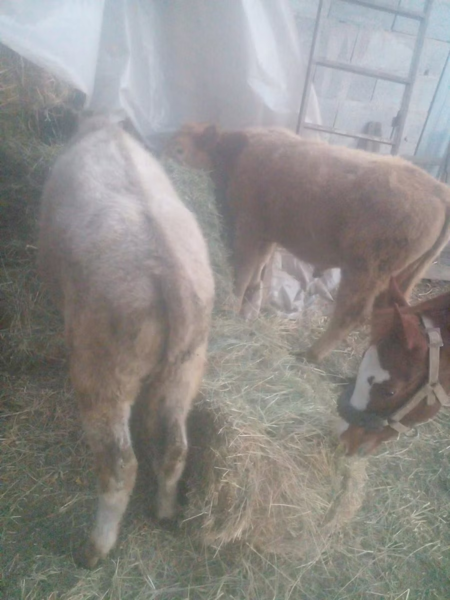 Auliakol breed
