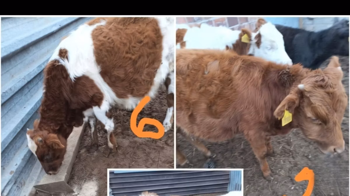 Simmental cattle