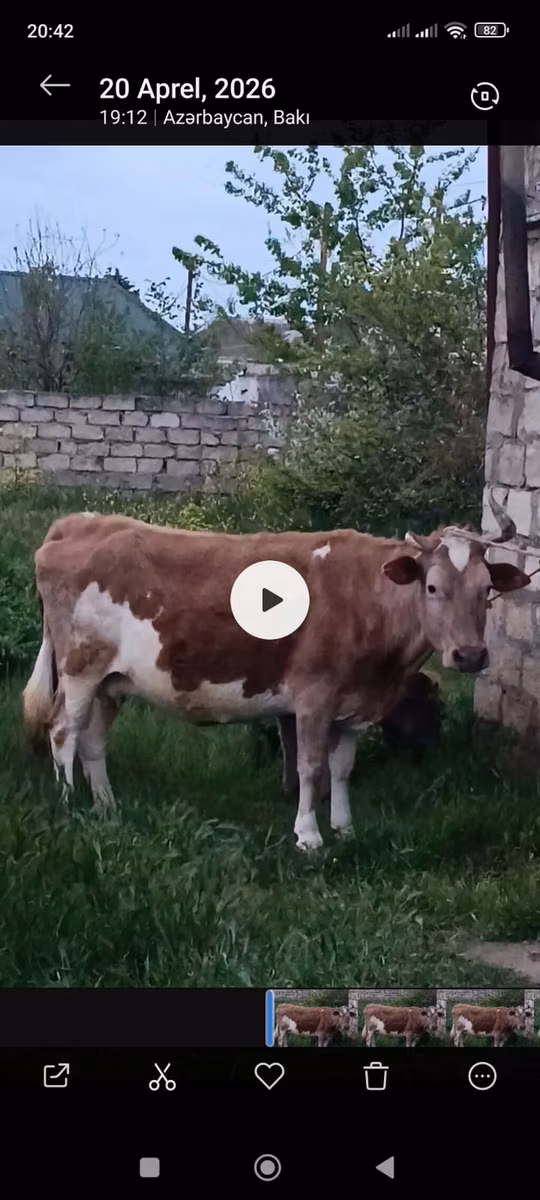 Zebu wa Azerbaijan