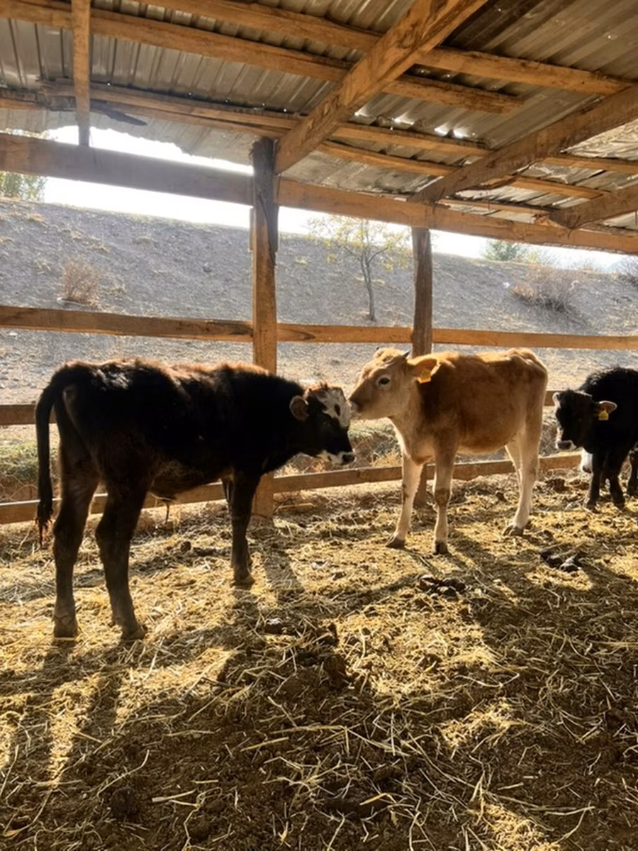 Swiss cattle
