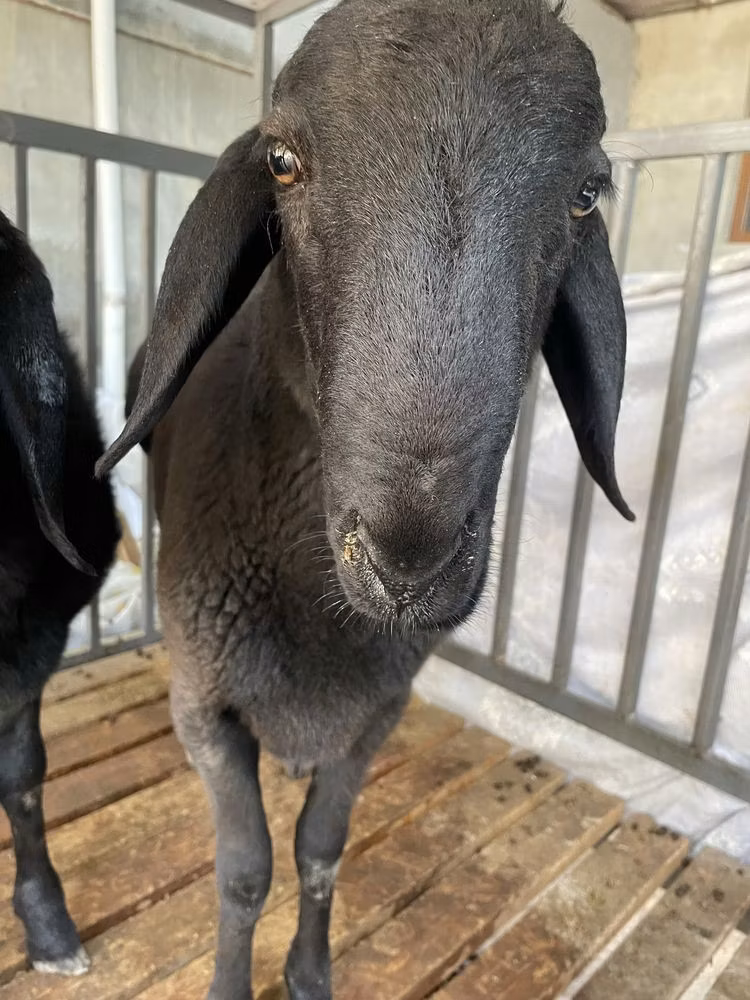 Jaidara sheep