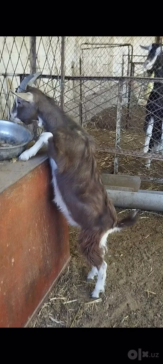 Toggenburg goat