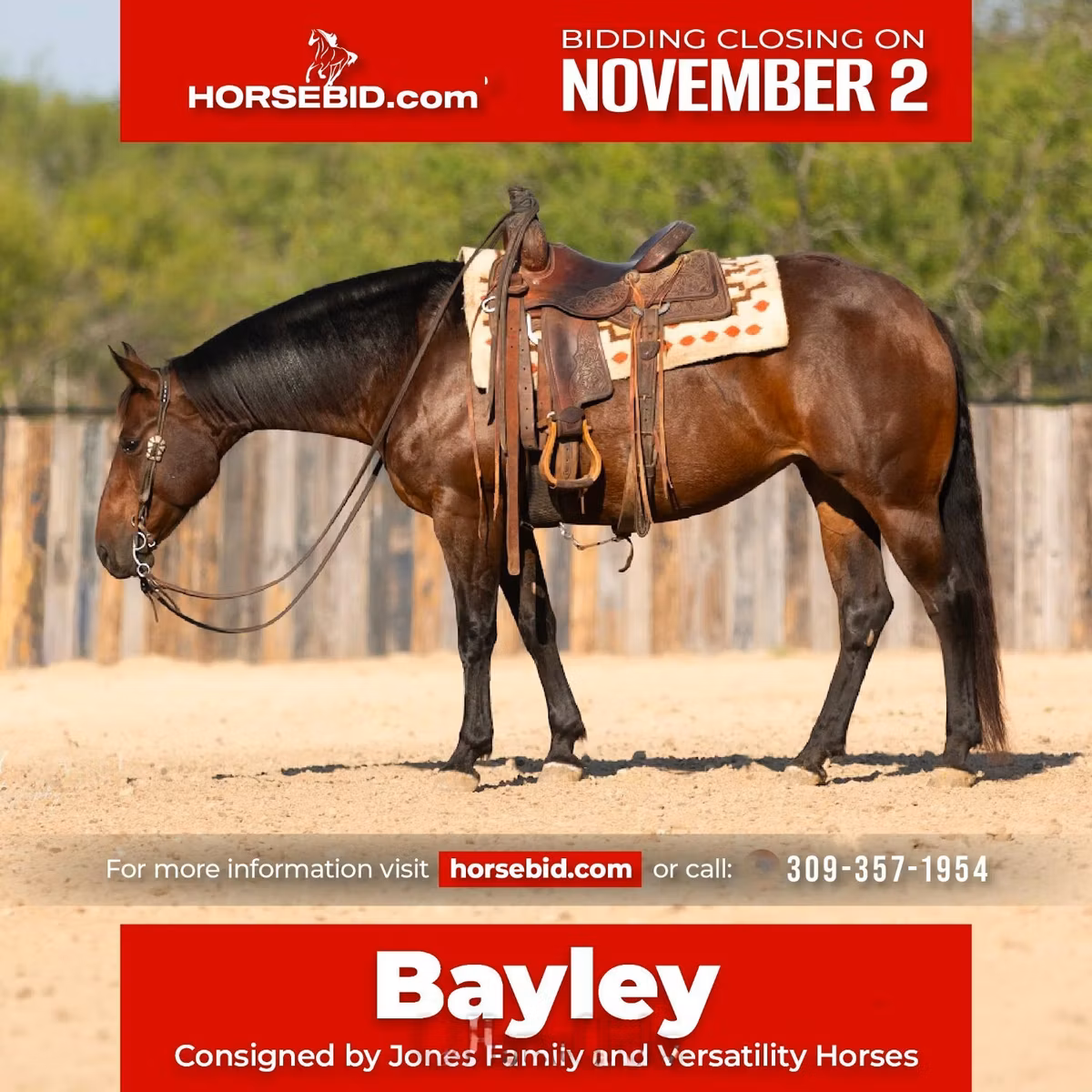 Quarter Horse
