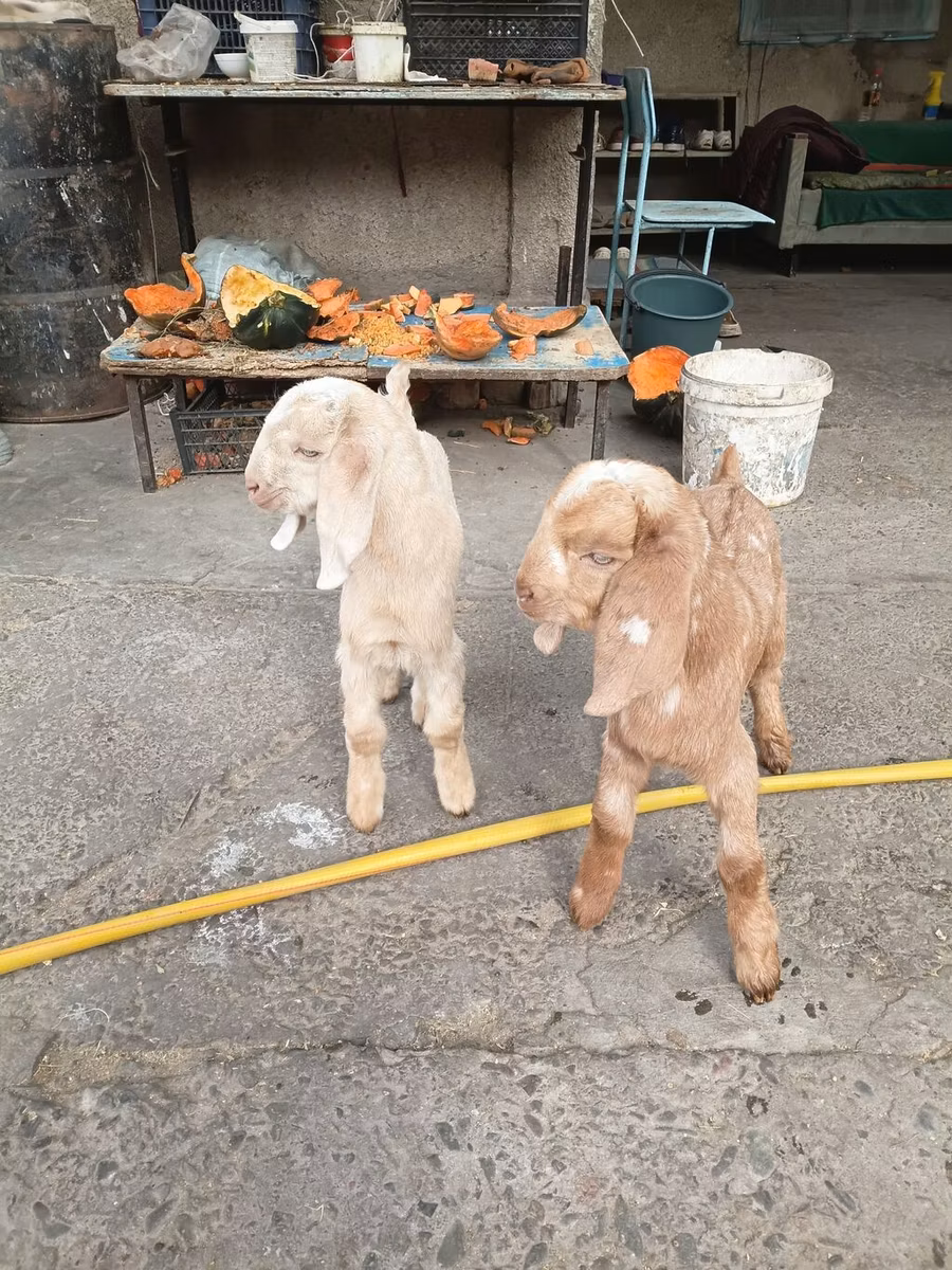 Beetal goats