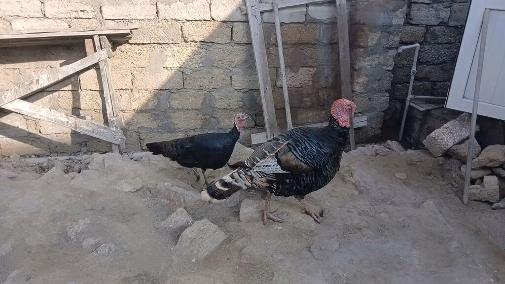 Broad Breasted Nyeupe