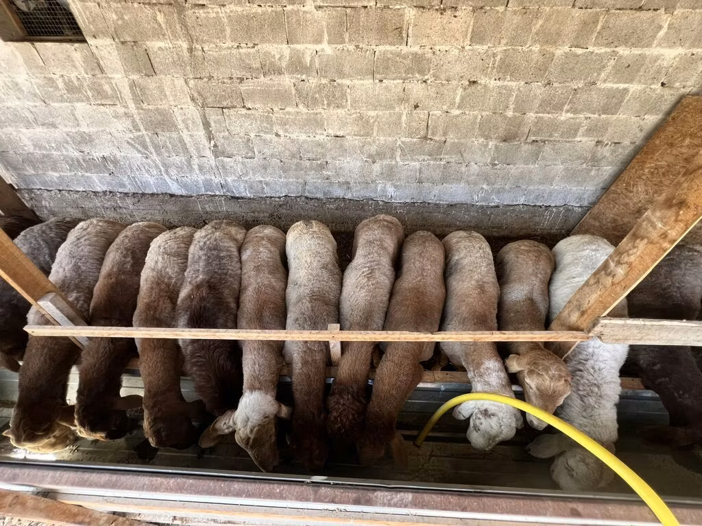 Rhon sheep