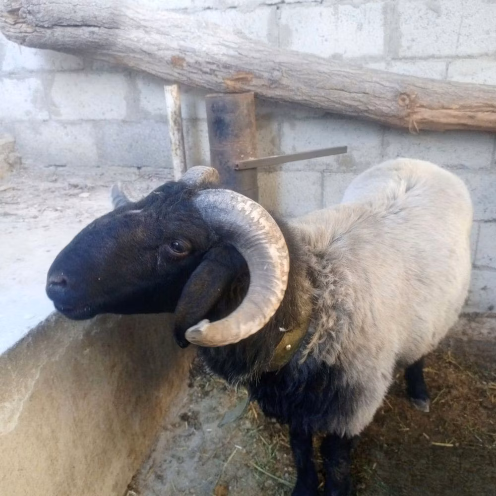 Blackheaded Persian sheep
