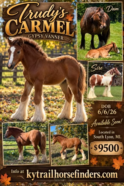 Gypsy horse