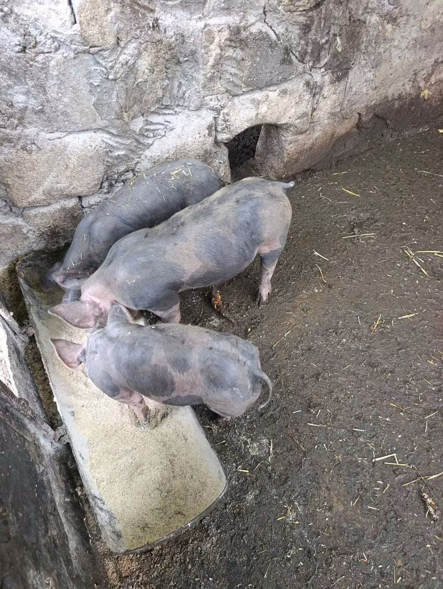 Виндснайер