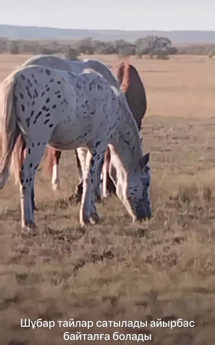 Priob horse