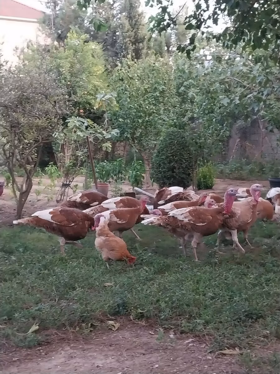 Bourbon Nyekundu