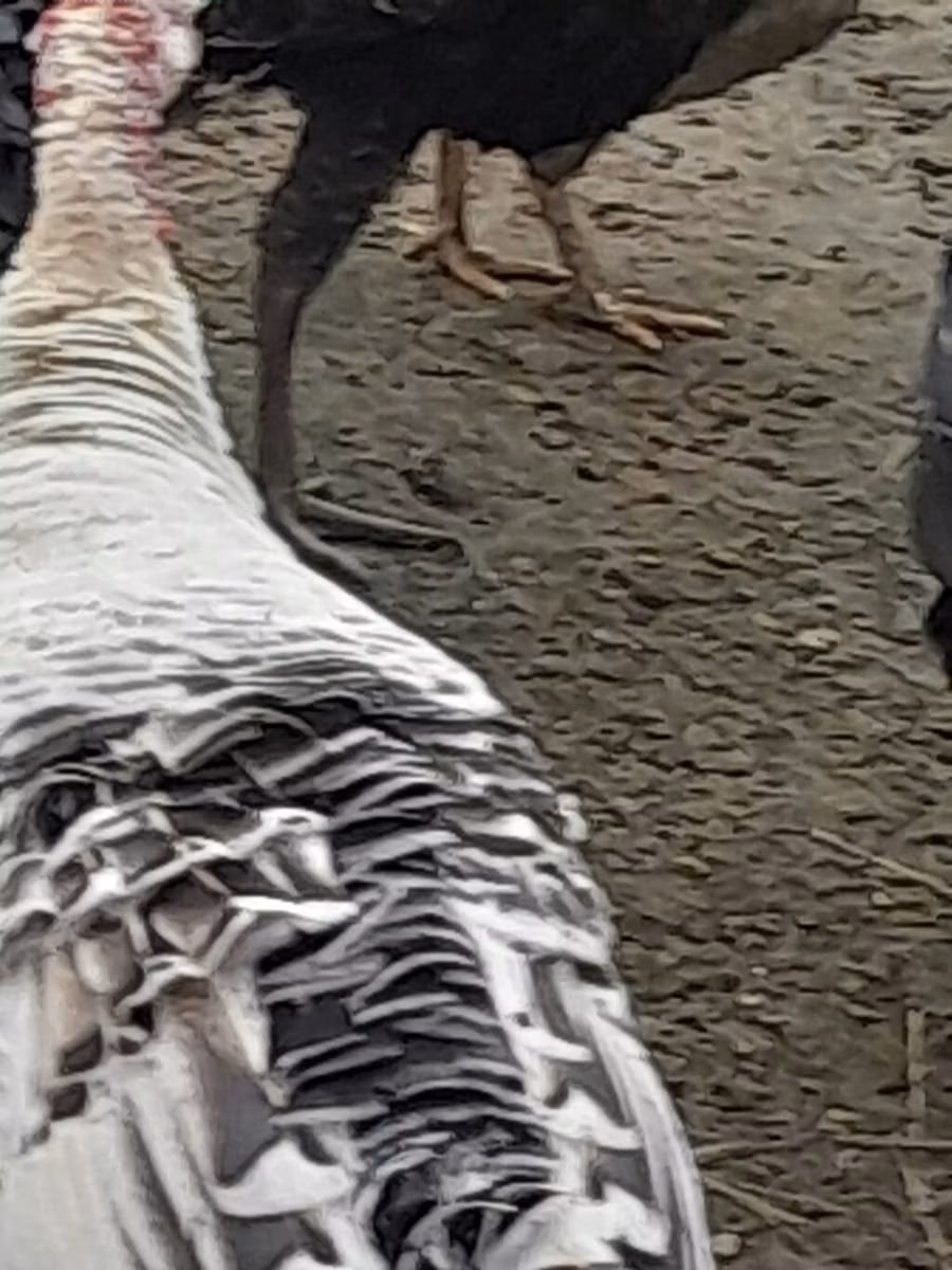 Broad Breasted Nyeupe
