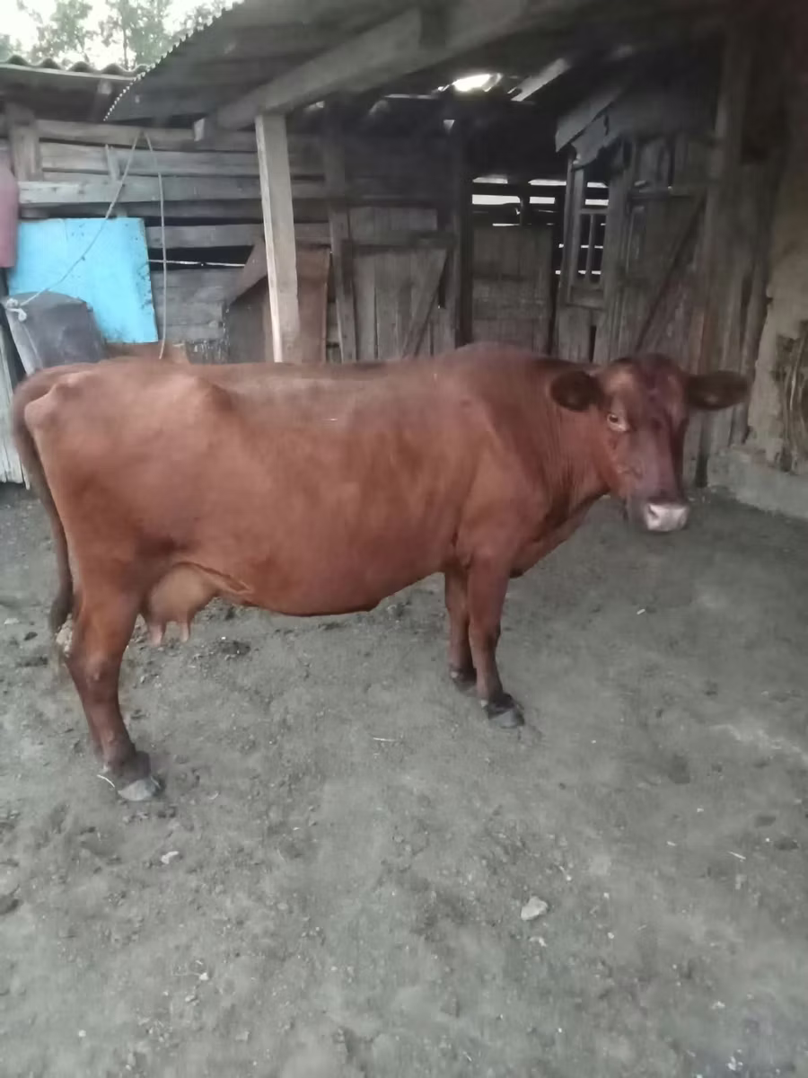 Ng'ombe mwekundu wa bila pembe