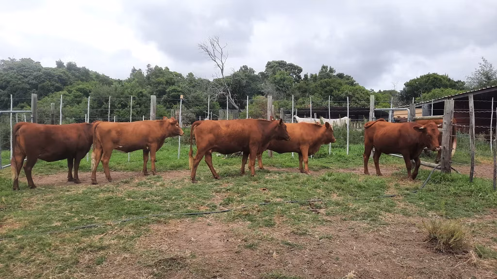 Nguni cattle