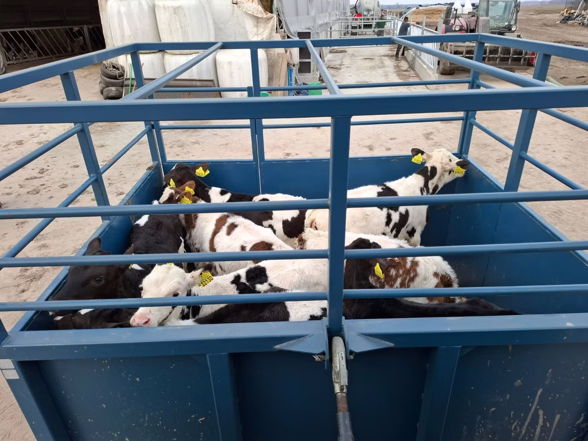 Holstein breed