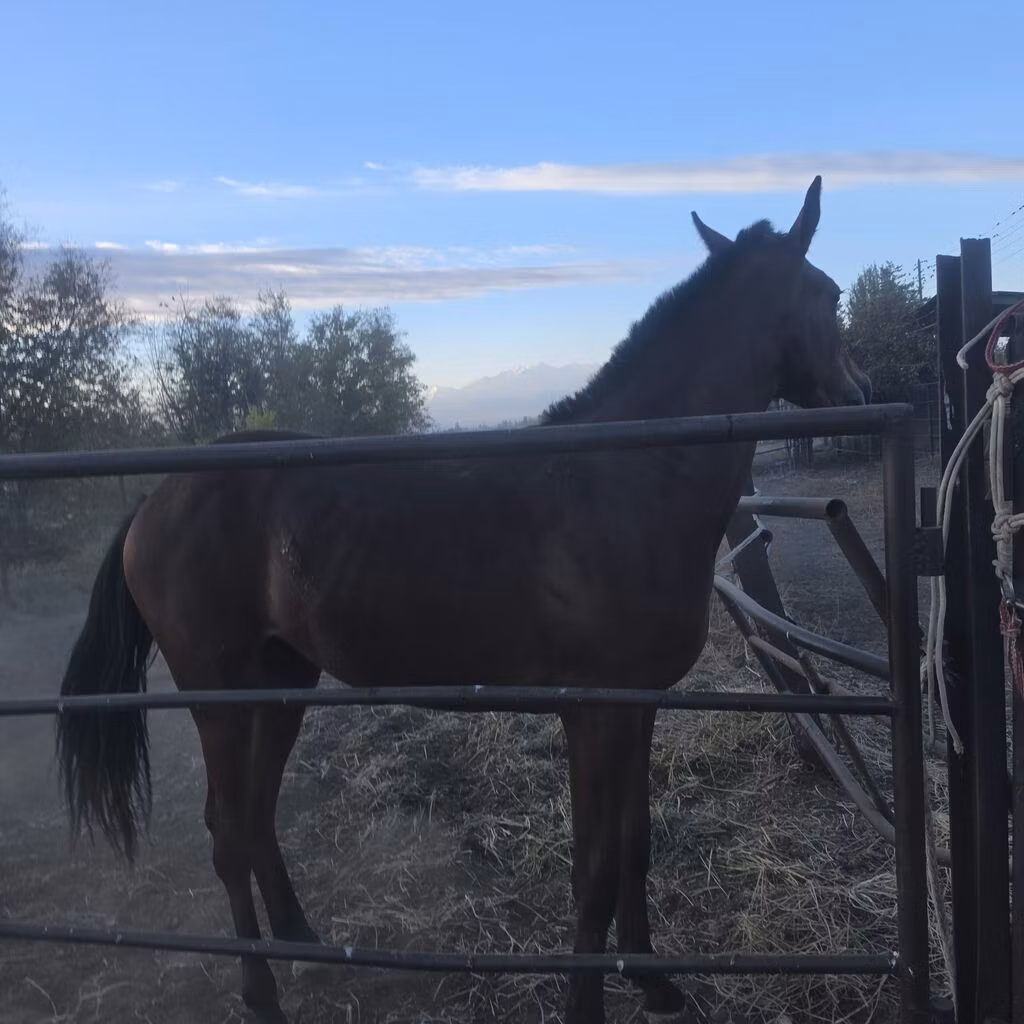 Thoroughbred horse
