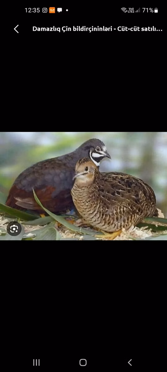 King Quail