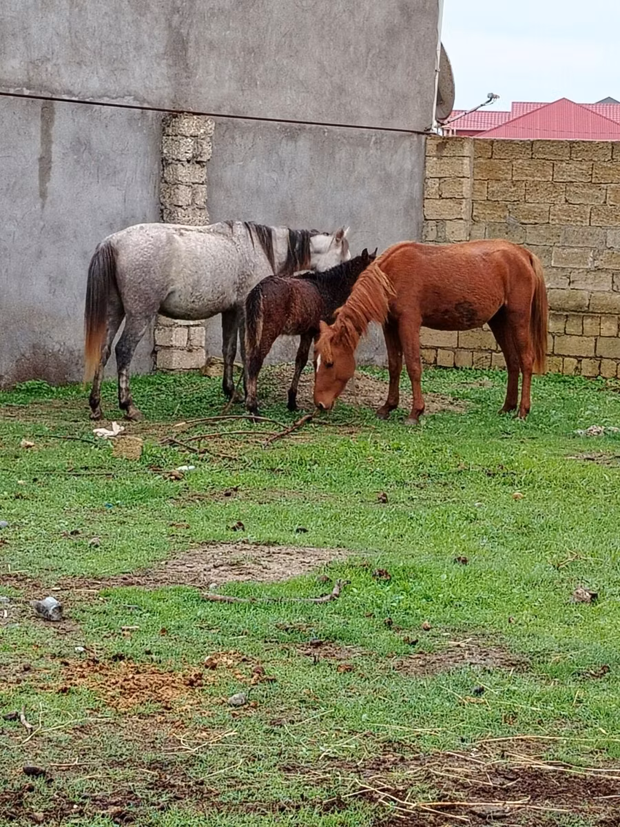 Azerbaijan horse