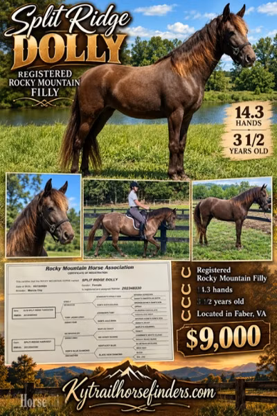 Rocky Mountain Horse