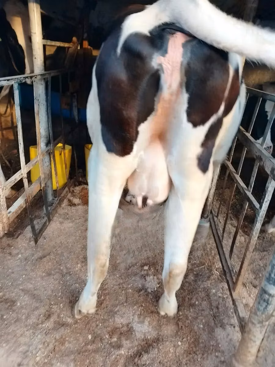 Holstein breed