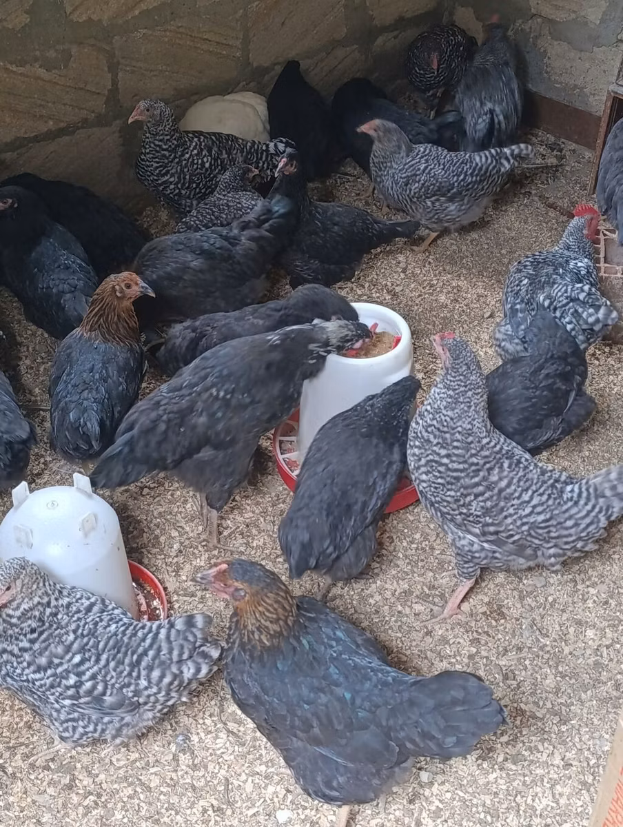 Australorp