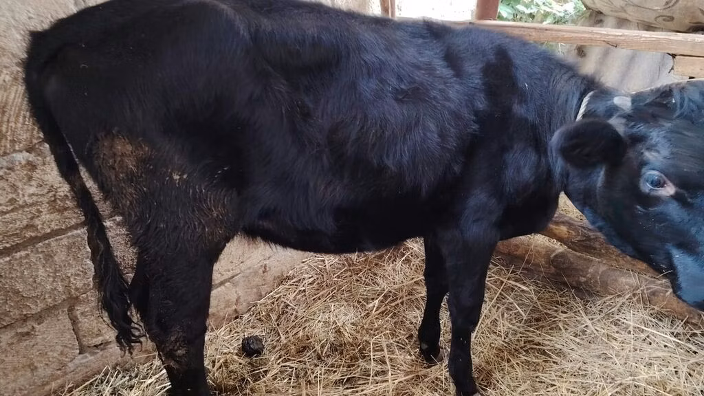 Holstein breed