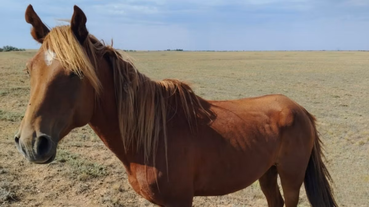 Kazakh horse