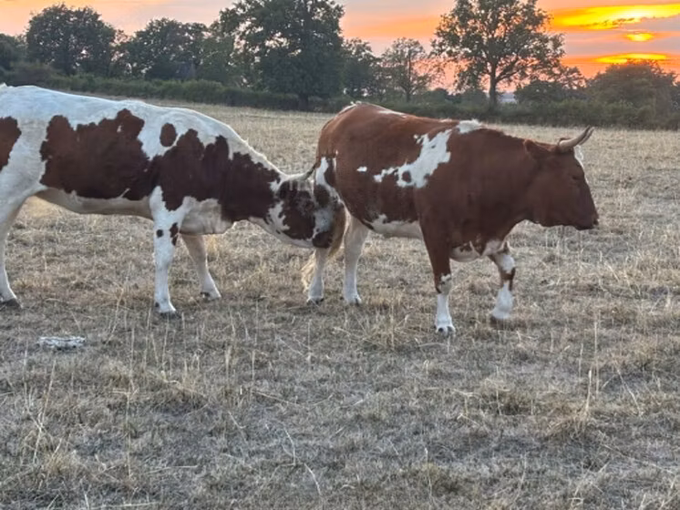 Cast cow